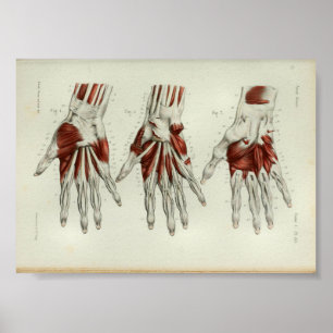 1844 Vintage Anatomie Druckmuskeln Hand Poster