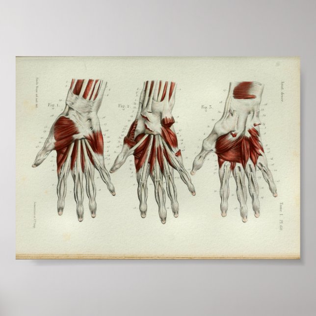 1844 Vintage Anatomie Druckmuskeln Hand Poster (Vorne)