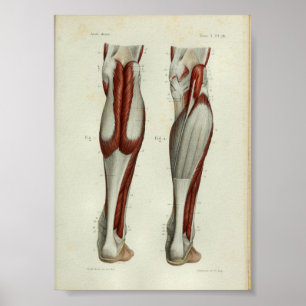 1844 Vintage Anatomie Druckmuskeln Kalb Poster