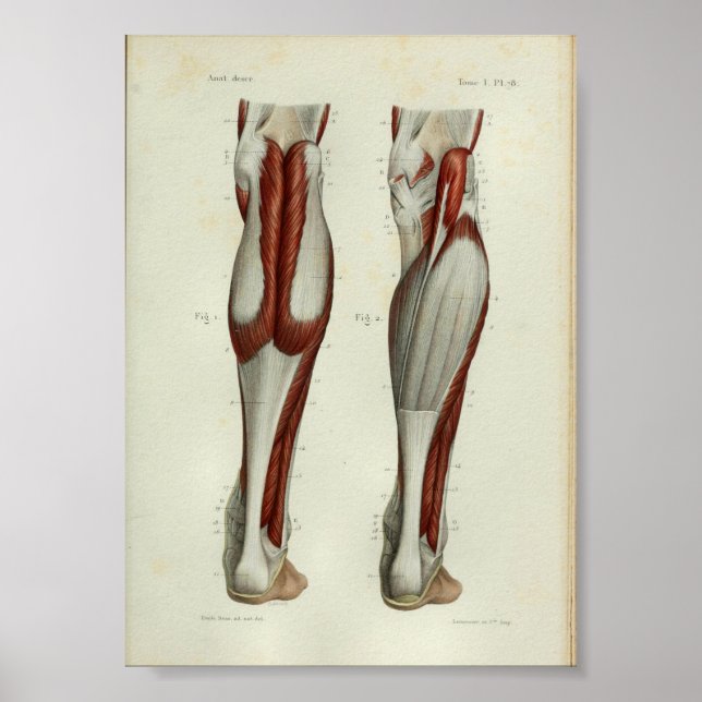 1844 Vintage Anatomie Druckmuskeln Kalb Poster (Vorne)