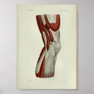 1844 Vintage Anatomie Druckmuskeln Knie Poster