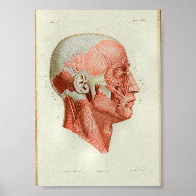 1844 Vintage Anatomie Druckmuskeln konfrontiert Poster (Vorne)