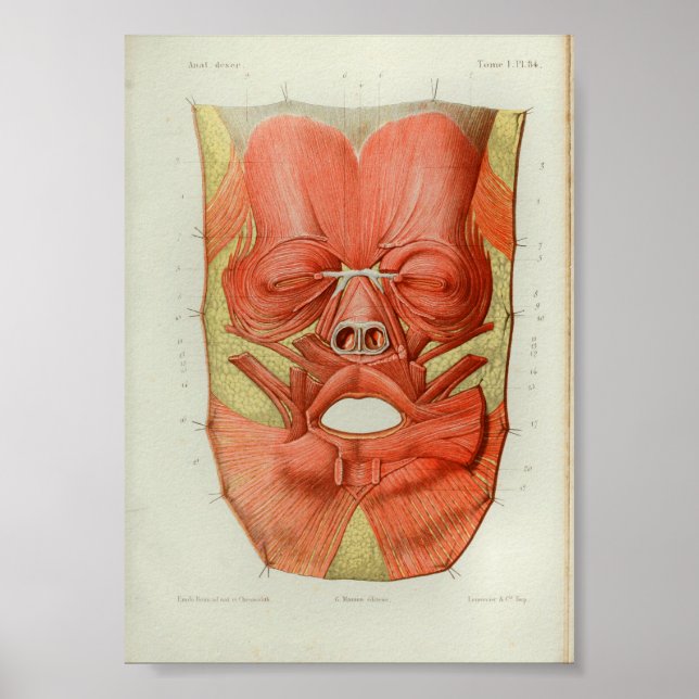 1844 Vintage Anatomie Druckmuskeln konfrontiert Poster (Vorne)