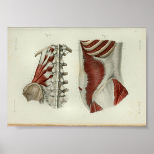 1844 Vintage Anatomie Druckmuskeln Lumbar Poster