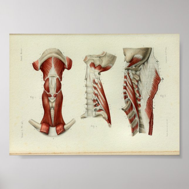 1844 Vintage Anatomie Druckmuskeln Poster (Vorne)