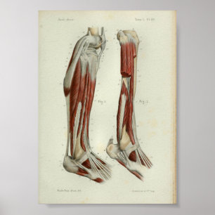 1844 Vintage Anatomie Druckmuskeln Poster