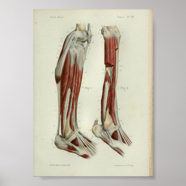 1844 Vintage Anatomie Druckmuskeln Poster (Vorne)