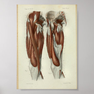 1844 Vintage Anatomie Druckmuskeln Poster