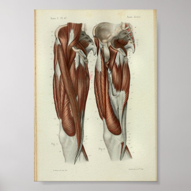 1844 Vintage Anatomie Druckmuskeln Poster (Vorne)