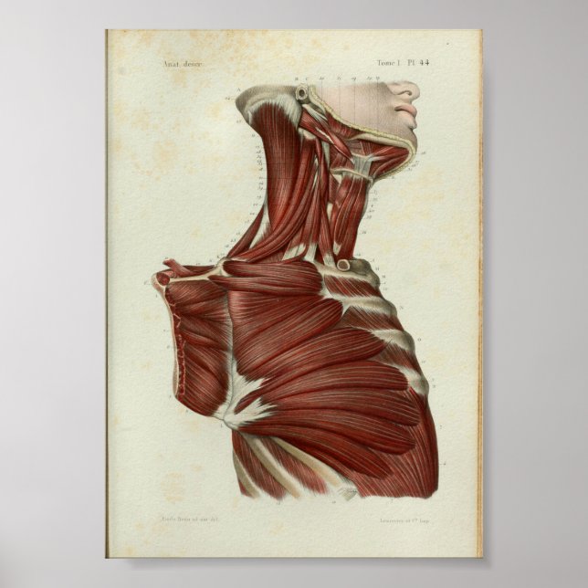 1844 Vintage Anatomie Druckmuskeln Poster (Vorne)
