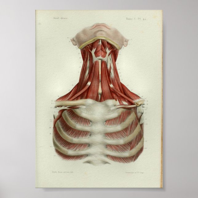 1844 Vintage Anatomie Druckmuskeln Poster (Vorne)