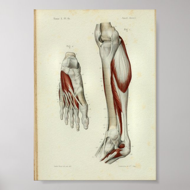 1844 Vintage Anatomie Druckmuskeln Poster (Vorne)