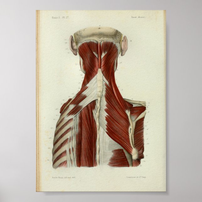 1844 Vintage Anatomie Druckmuskeln Poster (Vorne)