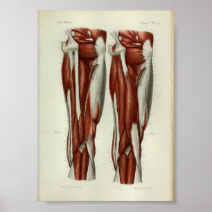 1844 Vintage Anatomie Druckmuskeln Poster