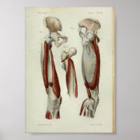 1844 Vintage Anatomie Druckmuskeln