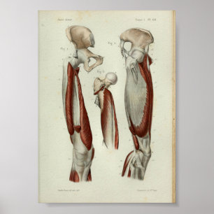 1844 Vintage Anatomie Druckmuskeln Poster