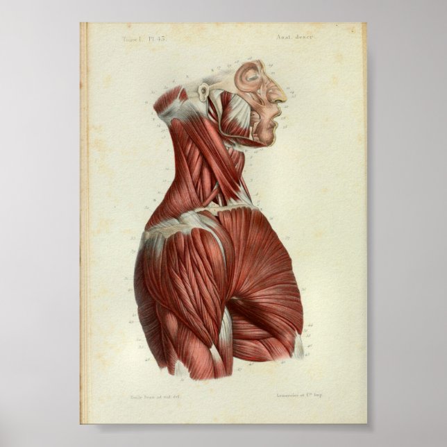 1844 Vintage Anatomie Druckmuskeln Poster (Vorne)