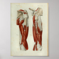1844 Vintage Anatomie Druckmuskeln Schulter