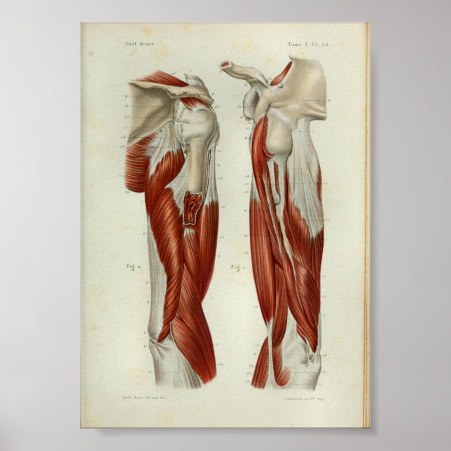 1844 Vintage Anatomie Druckmuskeln Schulter Poster (Vorne)