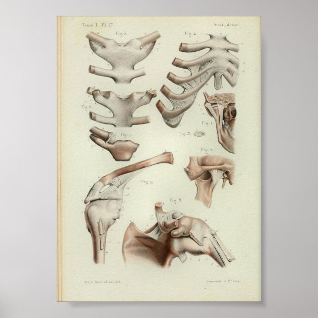 1844 Vintage Anatomie Druckverbindungen Artikel Poster (Vorne)