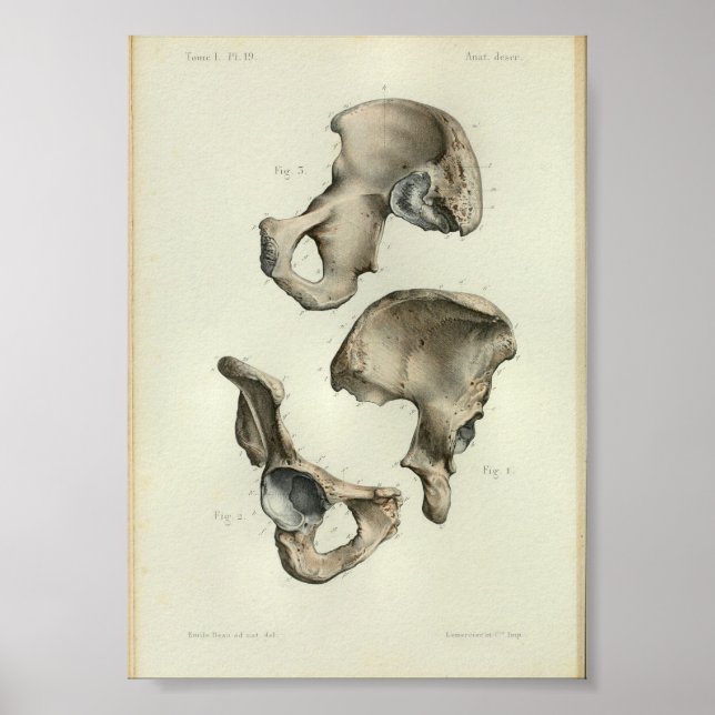 1844 Vintage Anatomie Print Beckenknochen Poster (Vorne)
