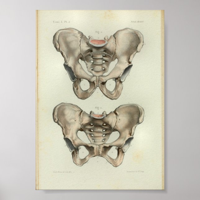 1844 Vintage Anatomie Print Pelvis Poster (Vorne)