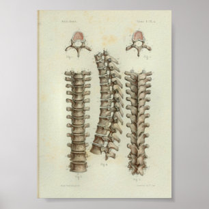 1844 Vintage Anatomie Print Thoracic Spine Poster