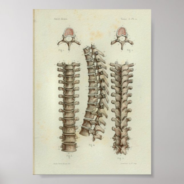 1844 Vintage Anatomie Print Thoracic Spine Poster (Vorne)