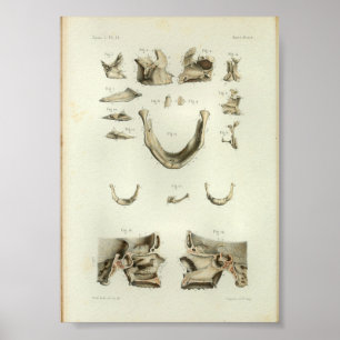 1844 Vintage Anatomy Print Skull Bones Poster
