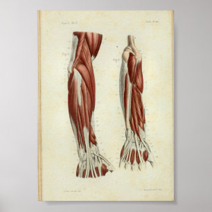 1844 Vintager Anatomie-Druck Muscles Arm Poster