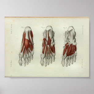 1844 Vintager Anatomie-Druck Muscles Fuß Poster