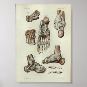 1844 Vintager Anatomie Druckfussknöchel Poster