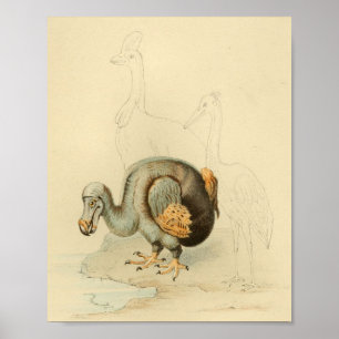 1848 Dodo ausgestorbener Vogel Vintage-Druck Poster