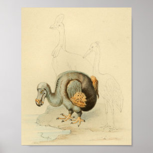 1848 Dodo Extinct Bird Vintag Print Poster
