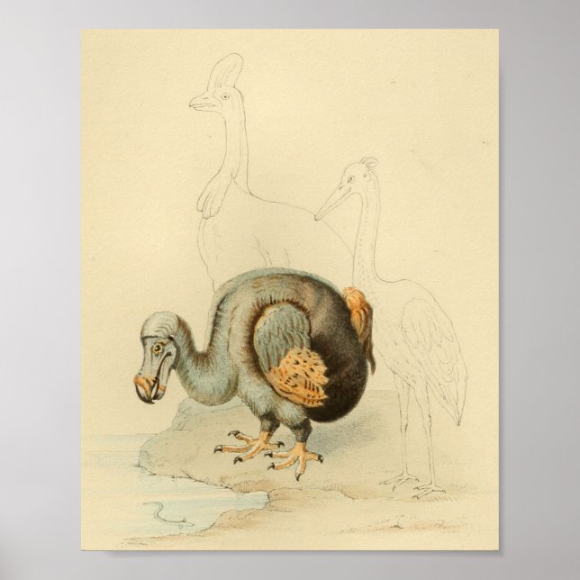 1848 Dodo Extinct Bird Vintag Print Poster (Vorne)