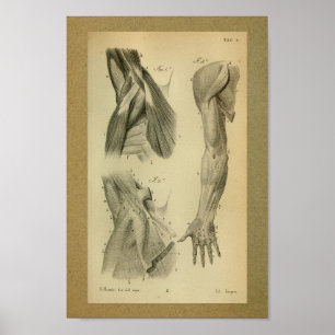 1850 Vintage Anatomie Armmuskeln Poster