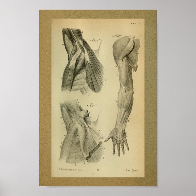 1850 Vintage Anatomie Armmuskeln Poster (Vorne)