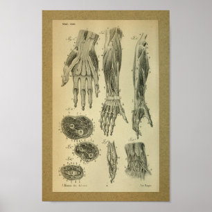 1850 Vintage Anatomie Armmuskeln Poster