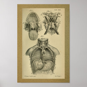 1850 Vintage Anatomie Druck Bauchhöhle Poster