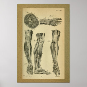 1850 Vintage Anatomie-Druck-Bein-Muskeln Poster