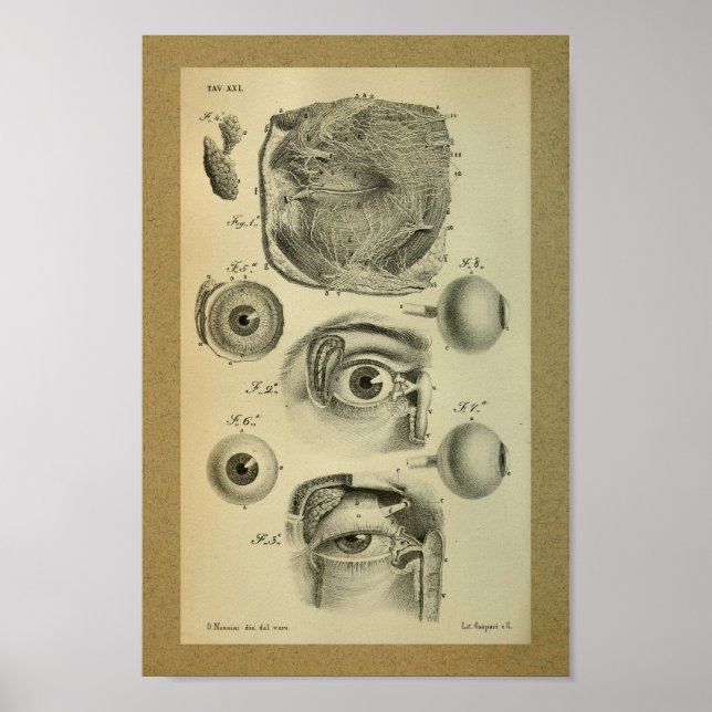 1850 Vintage Anatomie Druck menschliches Auge Poster (Vorne)