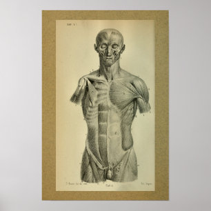 1850 Vintage Anatomie Druck Muskeln Poster