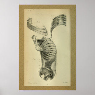 1850 Vintage Anatomie Druck Schulter Muskeln Poster
