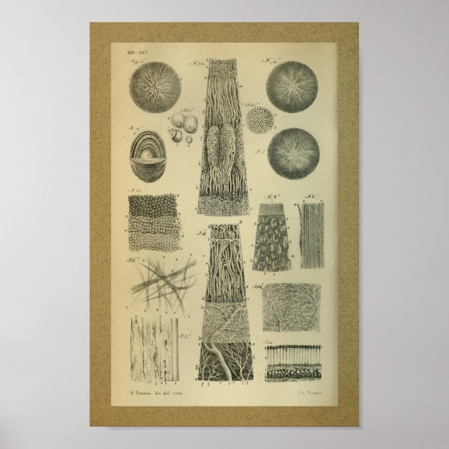 1850 Vintage Anatomie Druckaugenintern Poster (Vorne)