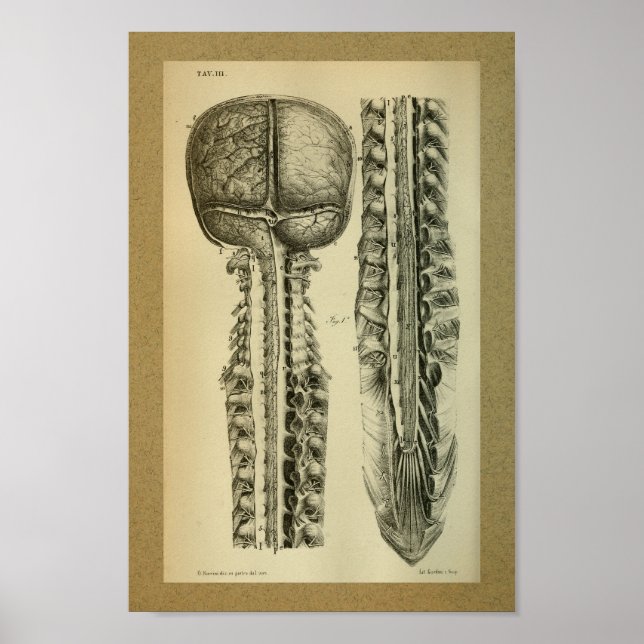 1850 Vintage Anatomie DruckBrain Spine Poster (Vorne)