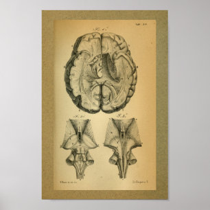 1850 Vintage Anatomie Druckgedanke Poster