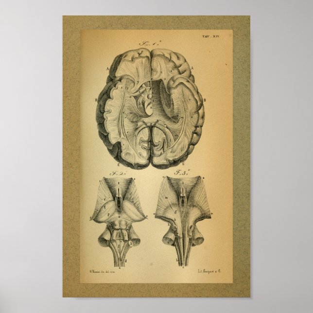 1850 Vintage Anatomie Druckgedanke Poster (Vorne)