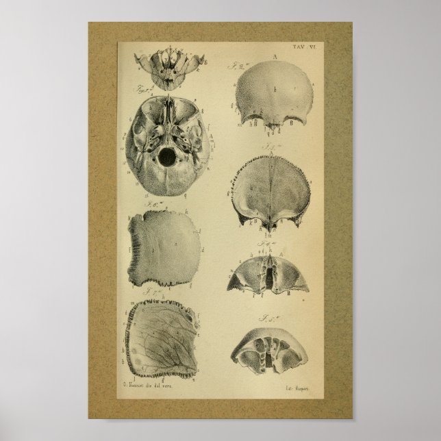 1850 Vintage Anatomie Druckkopf Poster (Vorne)