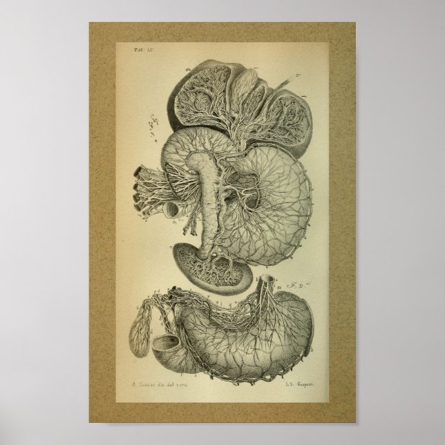 1850 Vintage Anatomie Druckleber-Arterien Poster (Vorne)