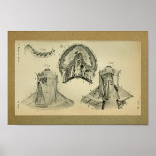 1850 Vintage Anatomie Druckmembranmuskeln Poster